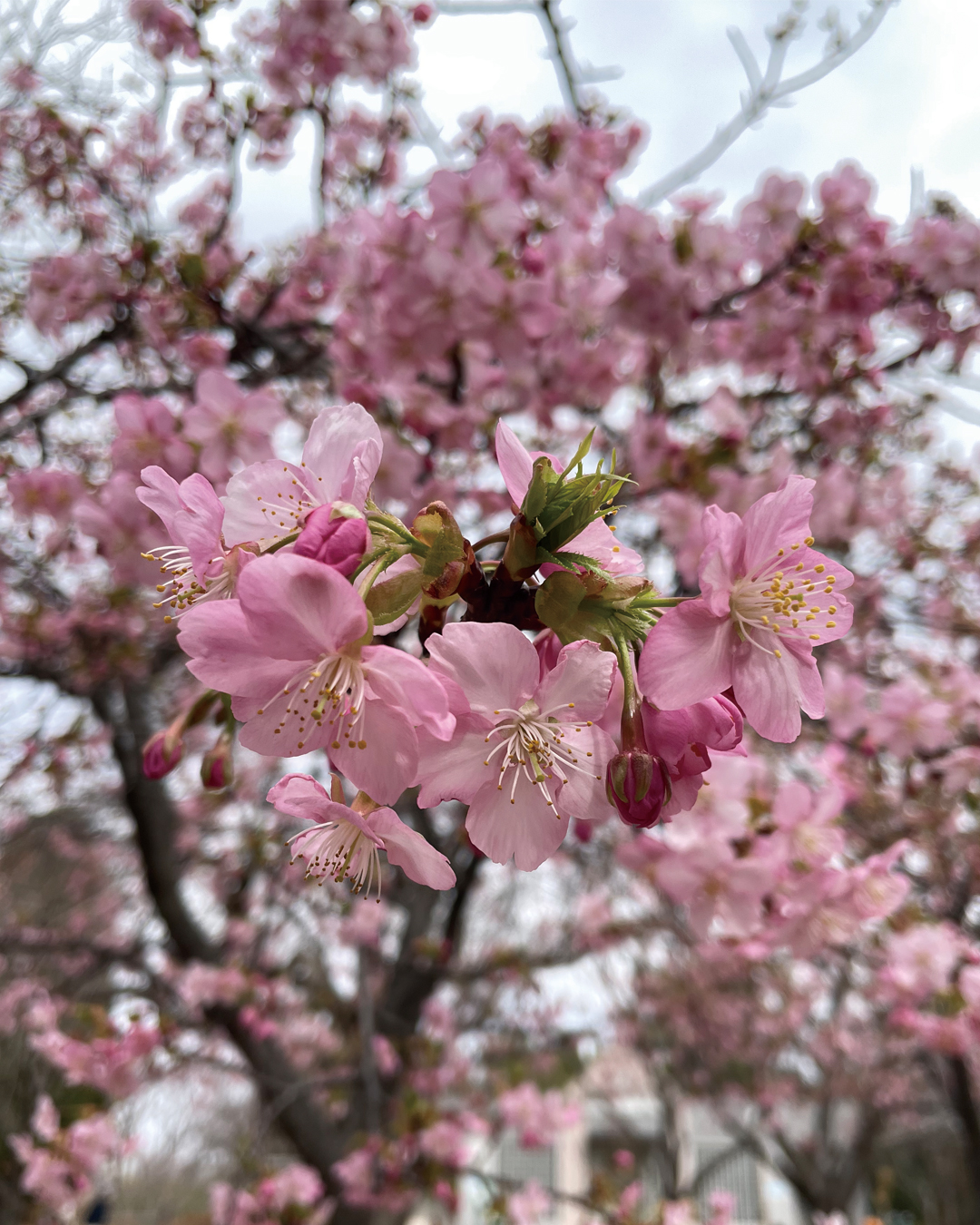 ハート株式会社公式インスタ 桜