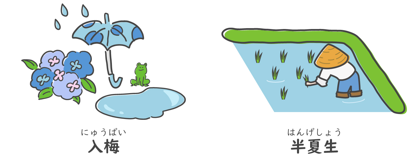 雑節(入梅・半夏生)